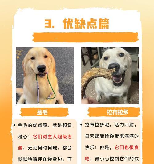 金毛犬繁殖全过程详解｜孕育时间及护理要点全攻略