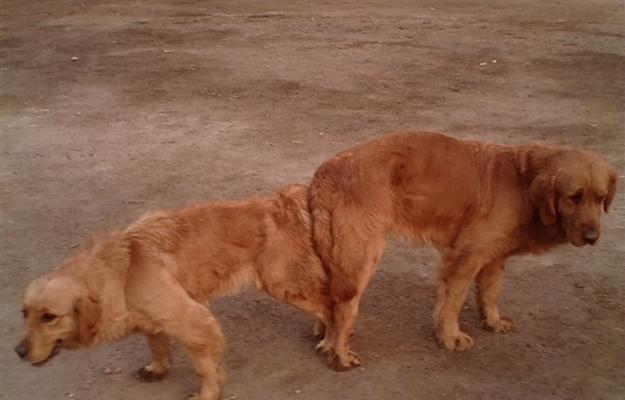 金毛犬繁殖全过程详解｜孕育时间及护理要点全攻略