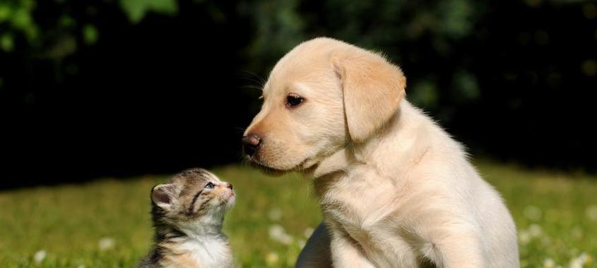 金毛犬繁殖全过程详解｜孕育时间及护理要点全攻略