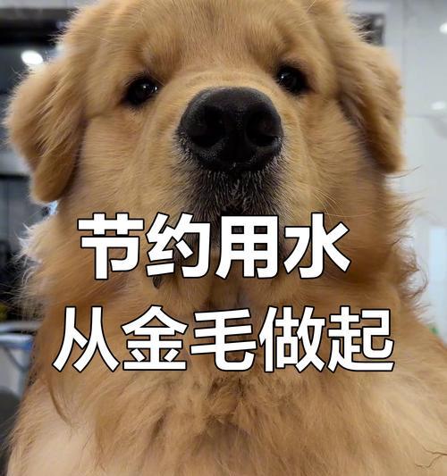 金毛洗澡频率全攻略|科学护理让狗狗更健康 金毛洗澡频率全攻略|科学护理让狗狗更健康