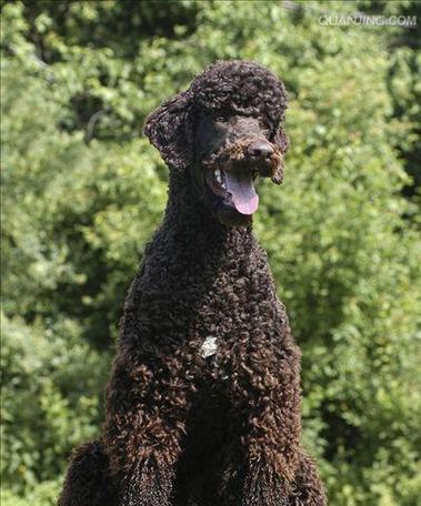 长毛狮子狗品种全攻略｜探索多样特性与养护要点