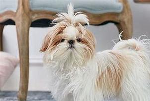 长毛狮子狗品种全攻略｜探索多样特性与养护要点