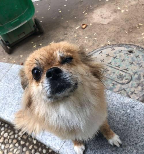 长毛狮子狗品种全攻略｜探索多样特性与养护要点