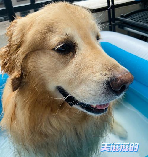 金毛洗澡频率全攻略|科学护理让狗狗更健康 金毛洗澡频率全攻略|科学护理让狗狗更健康