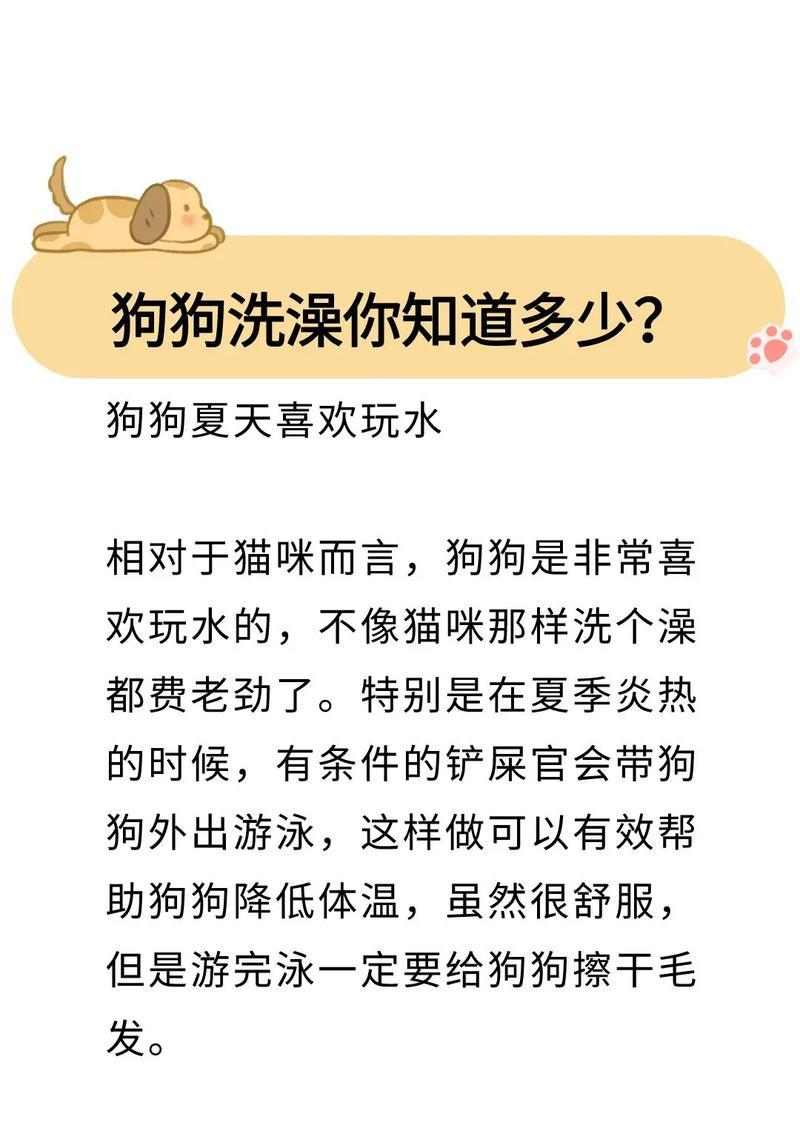 金毛洗澡频率全攻略|科学护理让狗狗更健康 金毛洗澡频率全攻略|科学护理让狗狗更健康