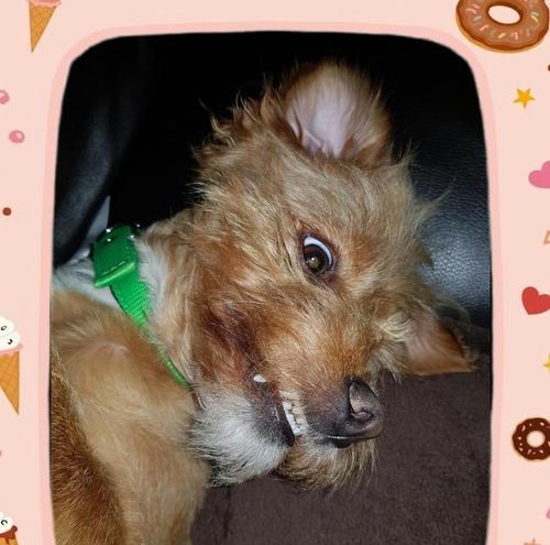 宠物狗感冒怎么办？三个有效措施助你帮狗狗快速恢复