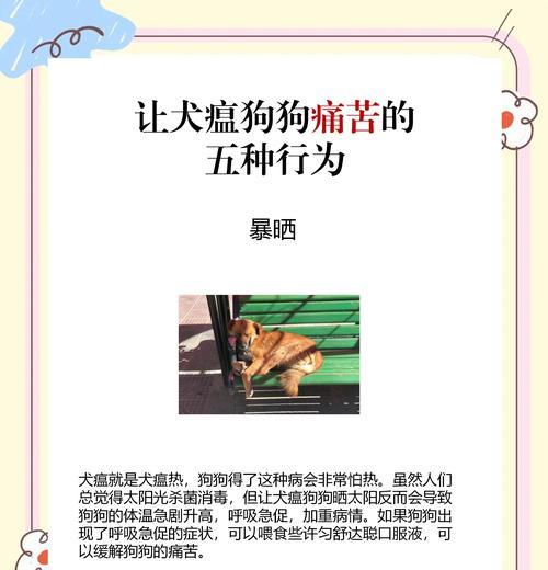 犬瘟中药治疗全攻略：15种有效方剂与用药指南