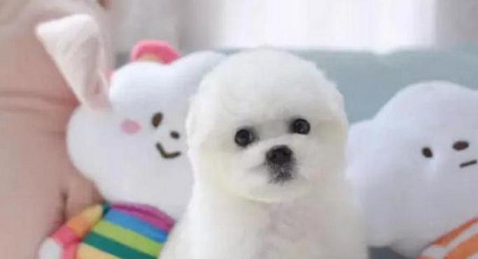 宠物狗感冒怎么办？三个有效措施助你帮狗狗快速恢复