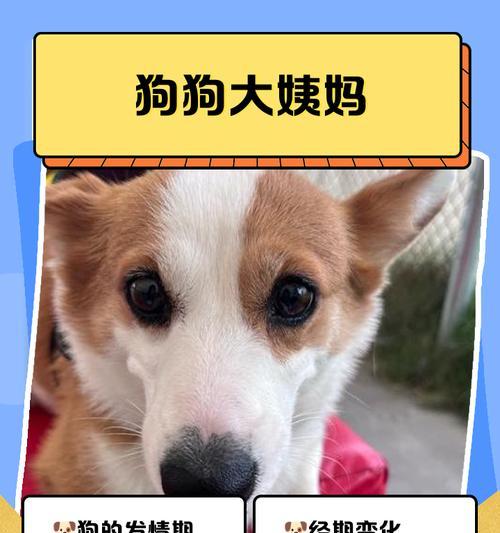 大狗月经周期全解析：从特征到健康管理，养狗必读