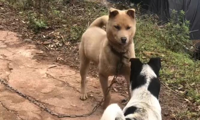 狗狗突然攻击人？揭秘背后原因与科学应对方法