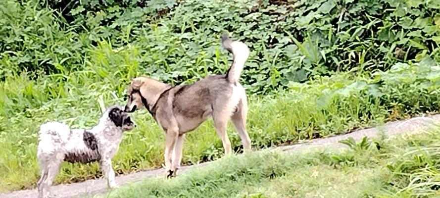 小狗看门能坚持多久？全面解析看门犬的职责与能力