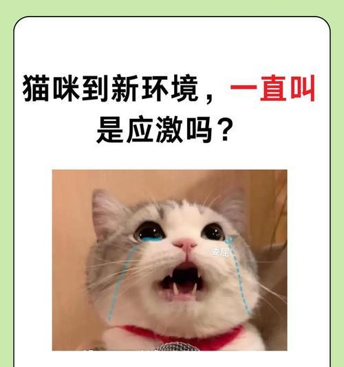小猫适应新家要多久？从惊慌到安心的完整过程