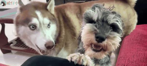 狗狗突然攻击人？揭秘背后原因与科学应对方法