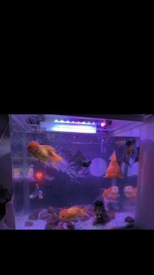 燕鱼与孔雀鱼能否共养?斗鱼混养注意事项全解析 燕鱼与孔雀鱼能否共养?斗鱼混养注意事项全解析