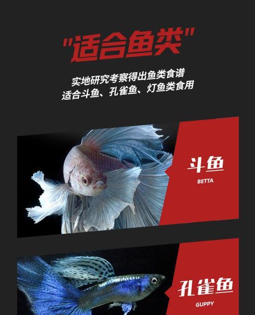 燕鱼与孔雀鱼能否共养?斗鱼混养注意事项全解析 燕鱼与孔雀鱼能否共养?斗鱼混养注意事项全解析