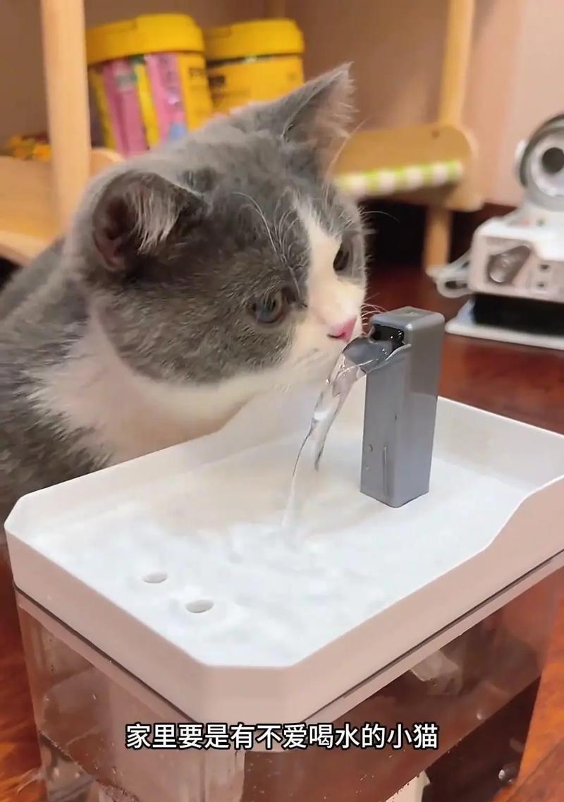 猫咪不爱喝水怎么办？揭秘原因与实用应对方法