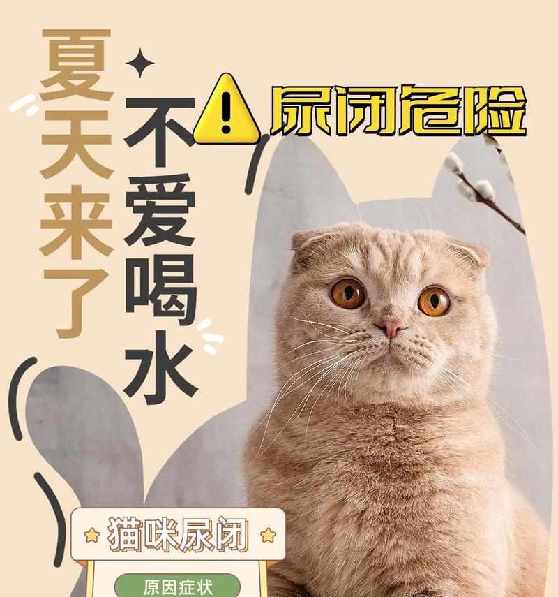 猫咪不爱喝水怎么办？揭秘原因与实用应对方法
