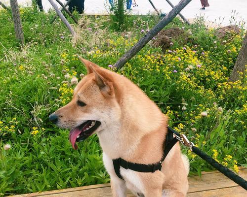 小狗看门能坚持多久？全面解析看门犬的职责与能力