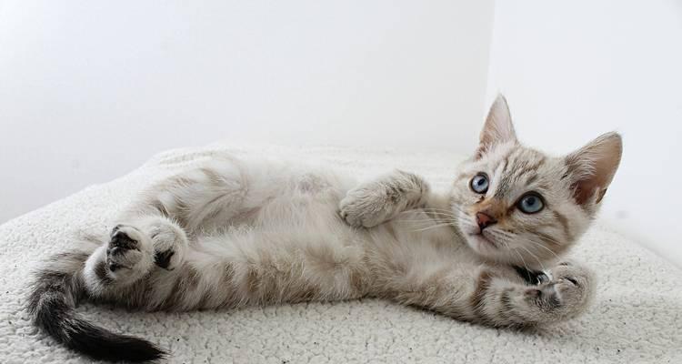 猫消化健康与化毛膏食用频率全攻略 猫消化健康与化毛膏食用频率全攻略