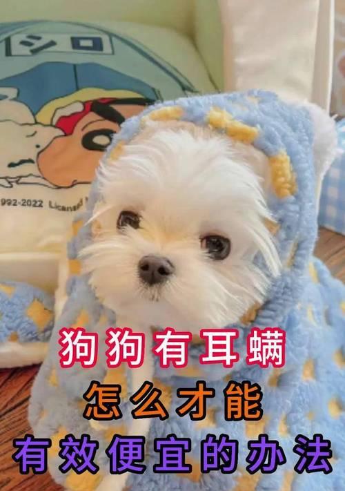 狗狗治疗耳螨费用及护理措施全攻略