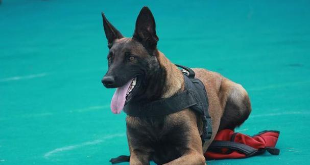 以马犬毛色变化观察全攻略 以马犬毛色变化观察全攻略