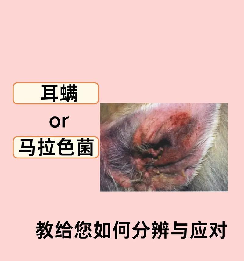 狗狗治疗耳螨费用及护理措施全攻略