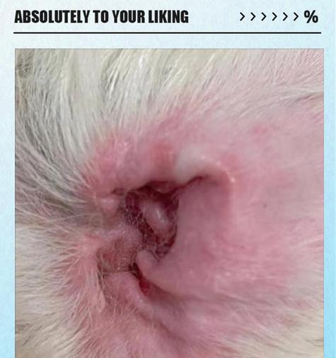 狗狗治疗耳螨费用及护理措施全攻略