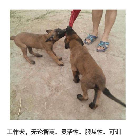 以马犬毛色变化观察全攻略 以马犬毛色变化观察全攻略