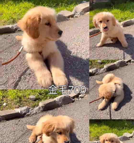 小金毛剪毛最佳时间与方法全攻略