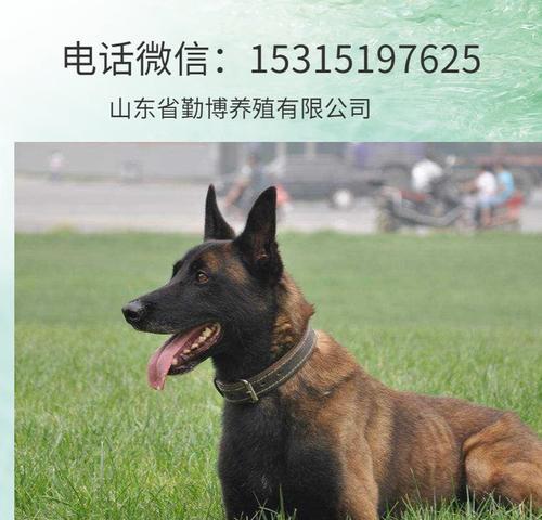 以马犬毛色变化观察全攻略 以马犬毛色变化观察全攻略