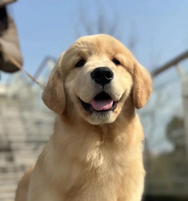 小金毛剪毛最佳时间与方法全攻略