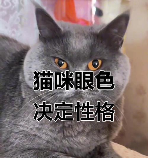 幼猫眼睛颜色变化全攻略 幼猫眼睛颜色变化全攻略