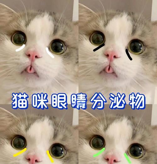 幼猫眼睛颜色变化全攻略 幼猫眼睛颜色变化全攻略