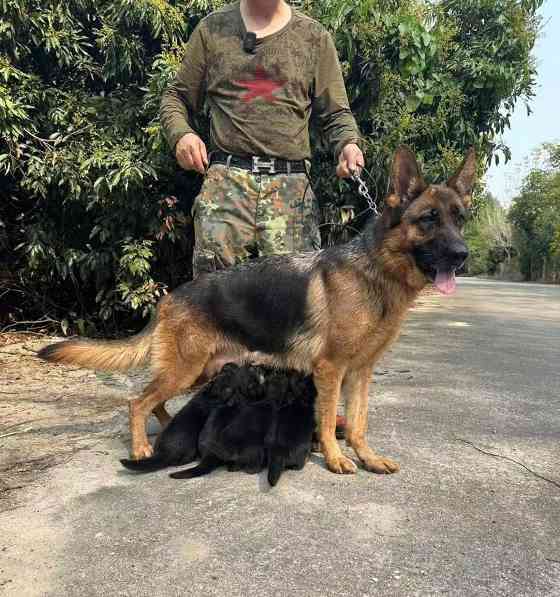 桂林犬舍全攻略:品味独特魅力与温暖关怀 桂林犬舍全攻略:品味独特魅力与温暖关怀