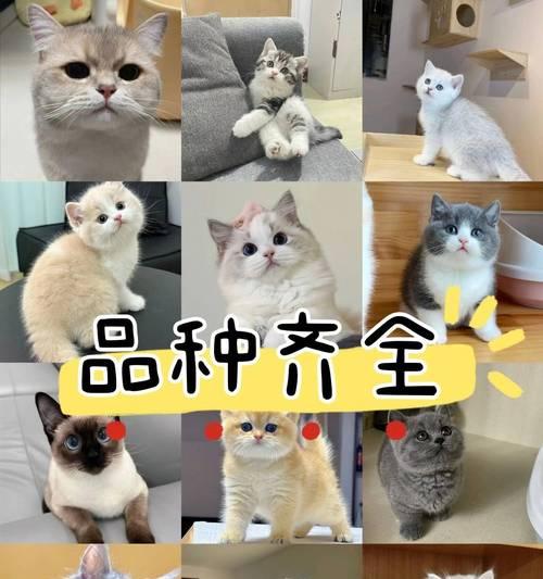 桂林犬舍全攻略:品味独特魅力与温暖关怀 桂林犬舍全攻略:品味独特魅力与温暖关怀