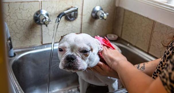 小狗洗澡最佳时间频率全攻略 小狗洗澡最佳时间频率全攻略