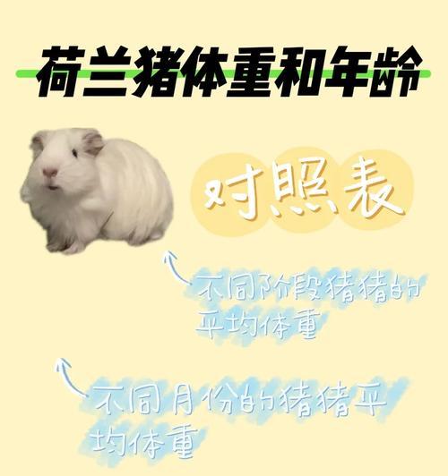 荷兰猪的营养价值与健康益处全攻略