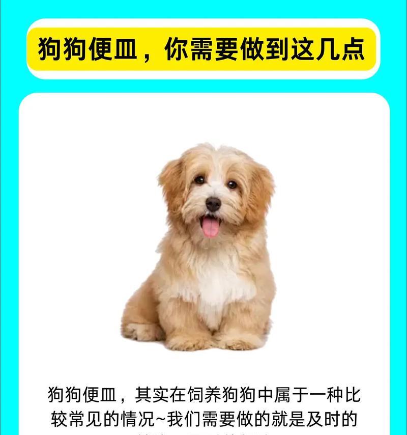 狗狗血便原因及治疗全攻略 狗狗血便原因及治疗全攻略