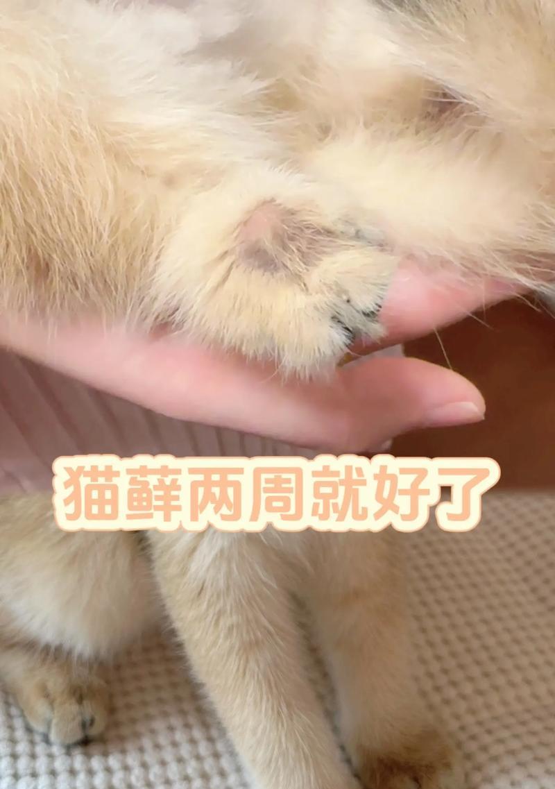 猫藓治疗时间方法全攻略
