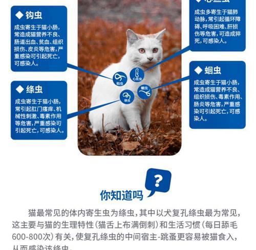 幼猫驱虫指南——合适驱虫药的选择全攻略 幼猫驱虫指南——合适驱虫药的选择全攻略