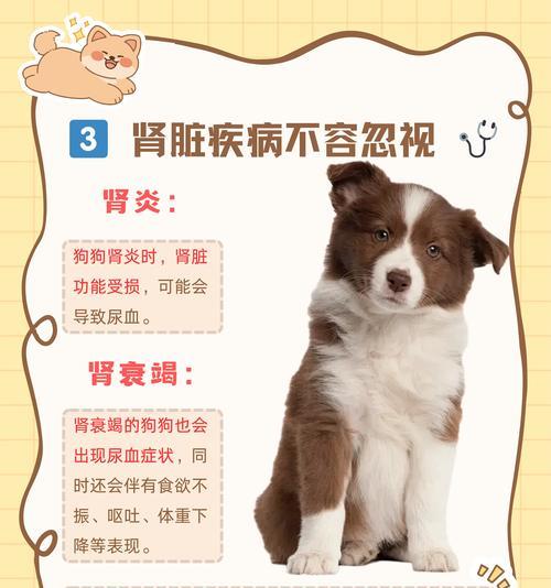 狗狗血便原因及治疗全攻略