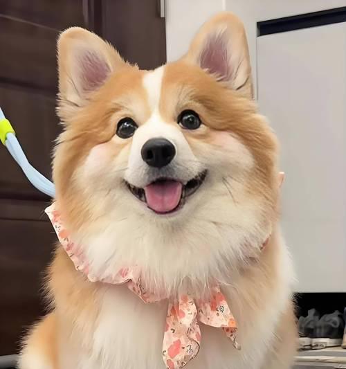 柯基肠胃炎治愈关键因素解析全攻略