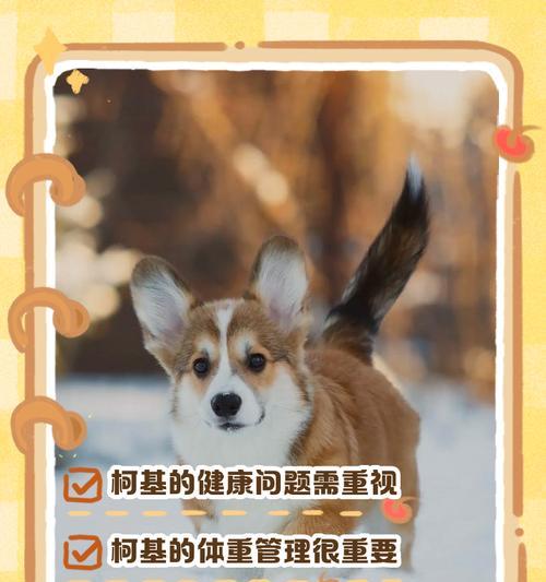 柯基肠胃炎治愈关键因素解析全攻略