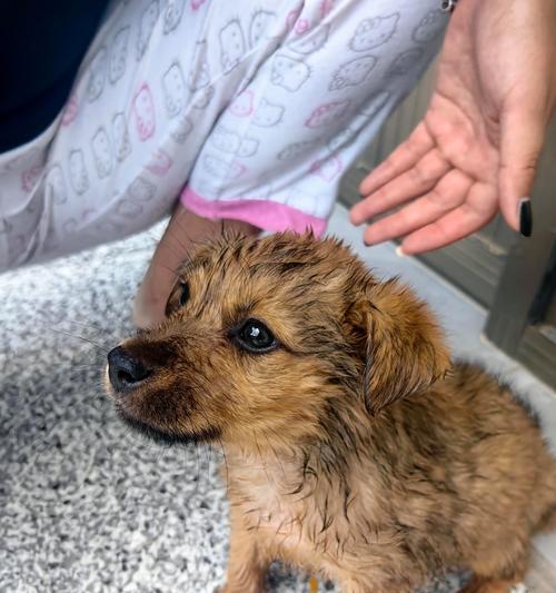 小狗洗澡最佳时间频率全攻略