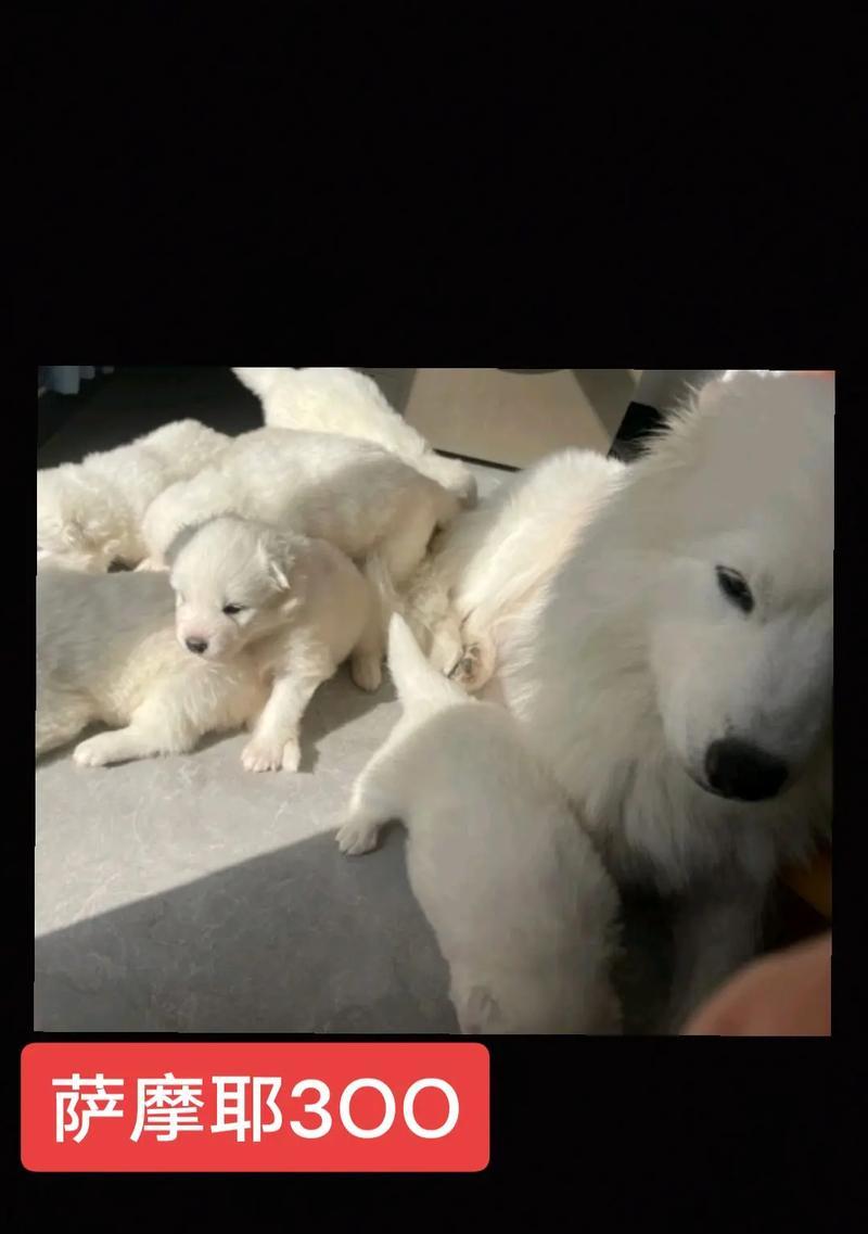 萨摩耶犬全攻略：活泼天使的养护与陪伴