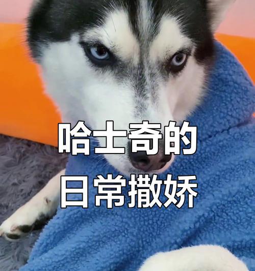 哈士奇蓝眼之谜全攻略