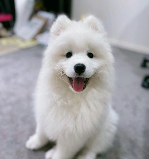 萨摩耶犬性格特点与养护指南：微笑天使的陪伴之道
