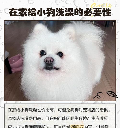 小狗洗澡最佳时间与频率指南：科学养护让爱宠更健康