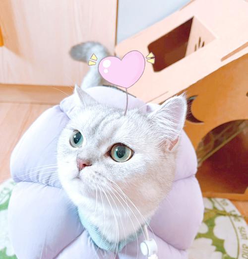 猫藓多久能好及有效治疗方法详解