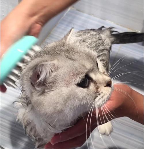 猫咪洗澡的正确方法详解,让你的爱猫舒适又安全 猫咪洗澡的正确方法详解,让你的爱猫舒适又安全